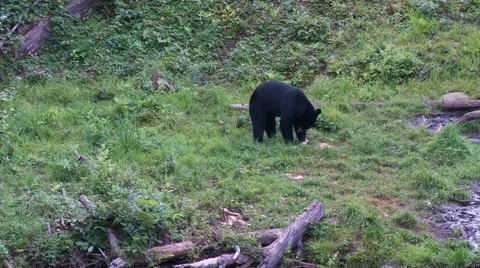 Black bear 8 Canada Vídeos de archivo 61067664