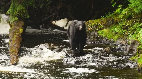 Black Bear in Alaska Video stock 79511145