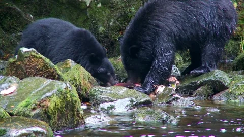 Black Bear and Cub Eating  salmon in river Video stock 143933460