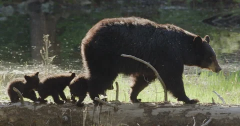 Black Bear and her 3 cubs walking across downed tree Stock Footage