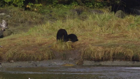 Black bear and her cub eating salmon Stock Footage 249547746
