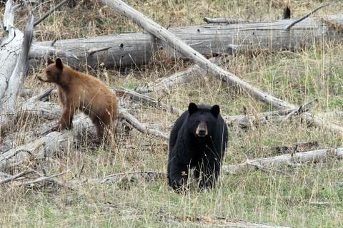 Black Bear and spring Cub Ursus americanus Yellowstone National Park Foto stock