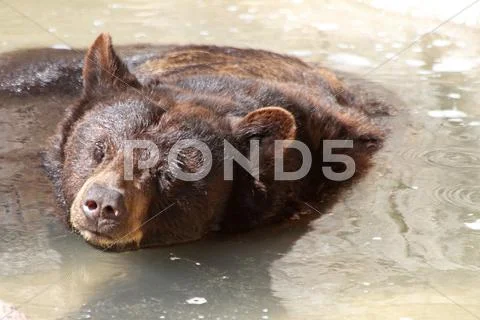 Black Bear Bath Stock Photos