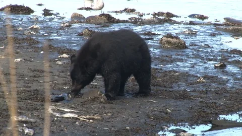 Black bear on beach finds salmon Stock Footage 85535381