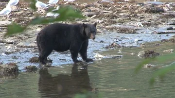 Black Bear on Beach Video stock 85534335
