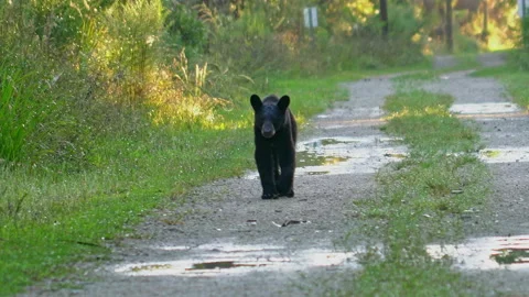 BLACK BEAR IN BEAR ISLAND 스톡 동영상 228749106