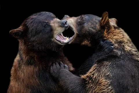 Black Bear with a black background Stock Photos