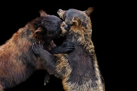 Black Bear with a black background Stock Photos