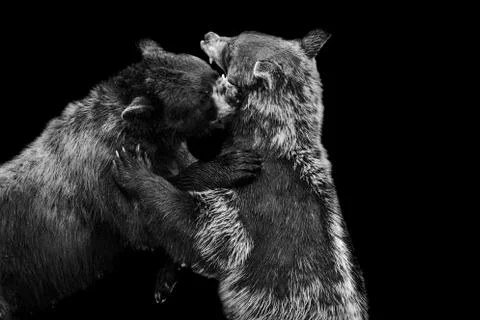 Black bear with a black background Foto stock