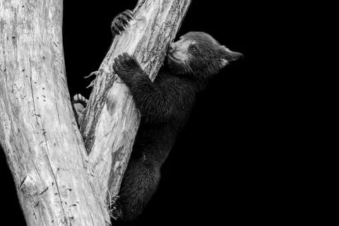 Black bear with a black background Stock Photos