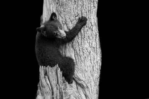 Black bear with a black background Stock Photos
