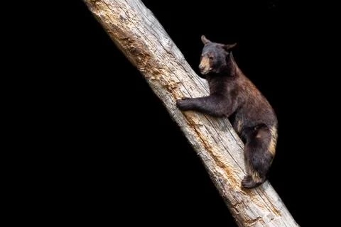 Black bear with a black background Stock Photos