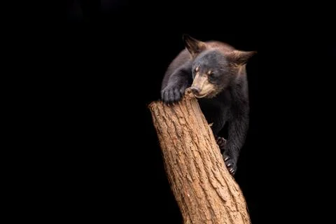 Black bear with a black background Foto stock