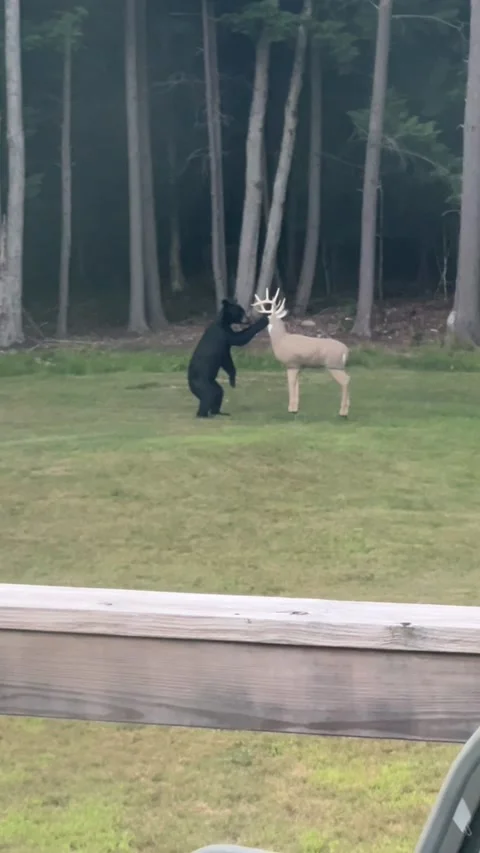 Black Bear Breaks Deer Decoy, usa - 02 Dec 2025 Stock Footage 322194554