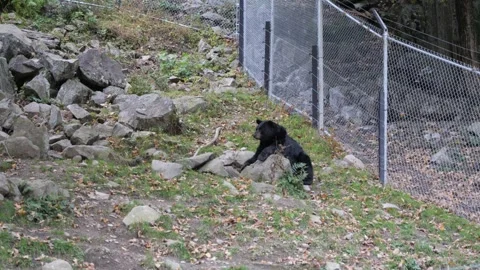 Black Bear in Captivity Observing Its Surroundings Stock Footage 289572893