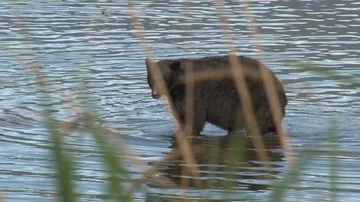 Black Bear catches Salmon in shallow water Stock Footage 85534164