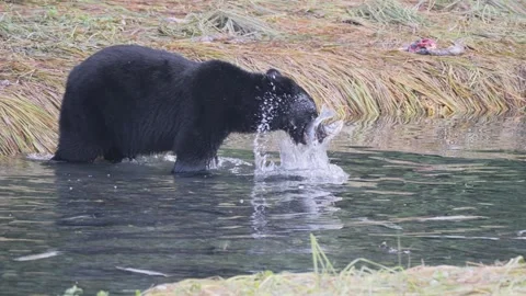 Black Bear catching a salmon fish at the Solomon Gulch Hatchery, Valdez, Alaska 動画素材 303226603