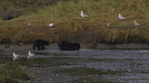 Black bear catching salmon for her cub Stock Footage 249552472