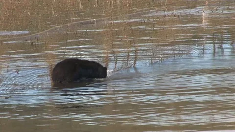 Black Bear catching Salmon in shallow water Stock Footage 85534181