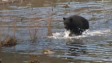 Black Bear catching Salmon in shallow water Stock Footage 85534184