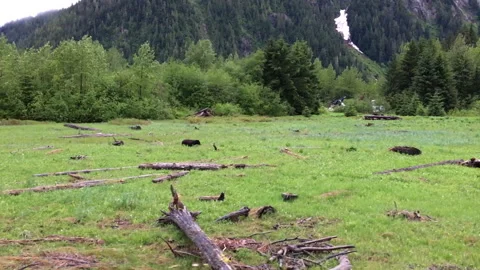 Black Bear Chase in the Tidal Flats of Alaska Stock Footage 156267364