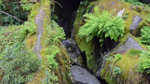 Black bear chases another black bear away from a fishing hole Stock Footage