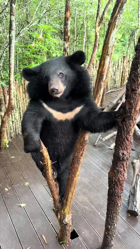 Black Bear Climbing and Playing on Wooden Structure Stock Footage 343236571