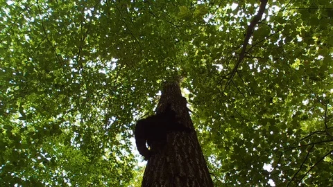 Black bear climbing down a large tree forest Stock Footage 114140608