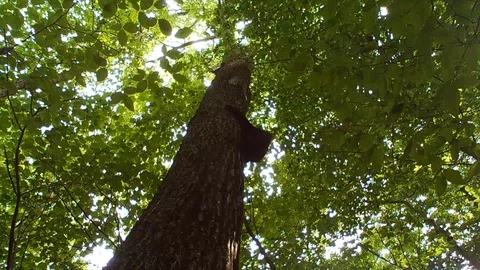 Black bear climbing down a large tree in forest right side Stock Footage 114140662