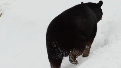 Black bear climbing snow covered hill Video stock 87193655
