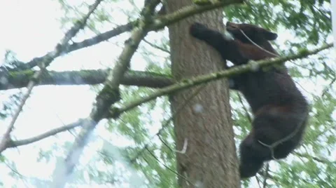 Black Bear Climbing Up Tree Video stock 10577795