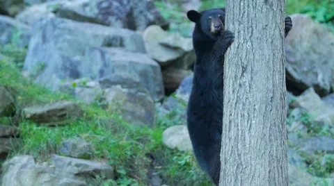 Black bear climbs down a tree with large rocks behind Stock Footage 62651948
