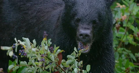 Black Bear Close Eating Saskatoon Berries in Rain Stock Footage 208529625