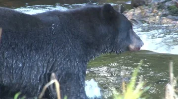 Black Bear Close Up Stock Footage 85534190