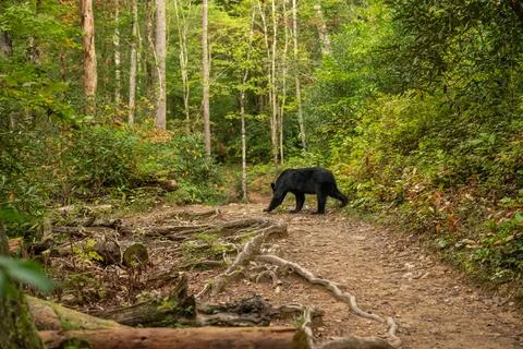 Black Bear Crosses Abrams Falls Trail In Great Smoky Mountains Stock Photos