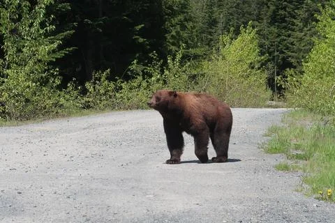 Black Bear crossing remote road near Whistler Olympic Village, British Columbia Stock Photos