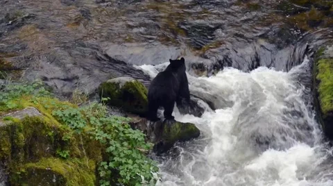 Black bear crossing a river in Alaska Stock Footage 68047194
