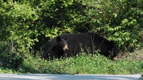 A black bear cub and sow Stock Footage 320197296