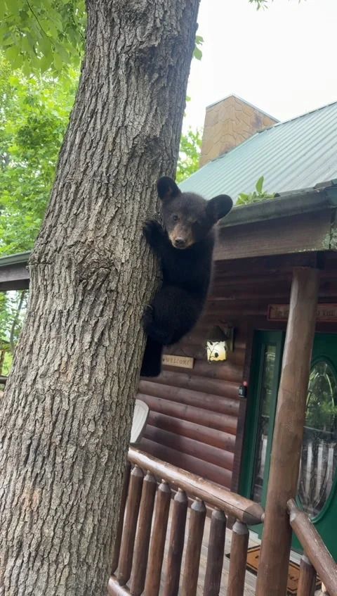 Black Bear Cub Climbs Tree Near Cabin, Sevierville, Tennessee, USA - 22 May 2026 Stock Footage 346083942