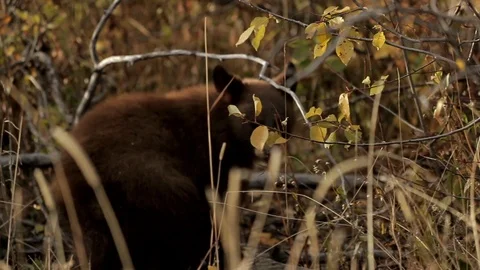 Black Bear Cub 스톡 동영상 101033443