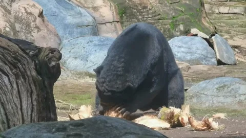 A black bear cub Stock Footage 300812332