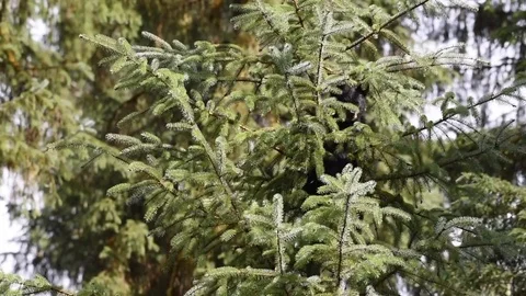 A black bear cub hides high up in a tree Stock Footage 97801316