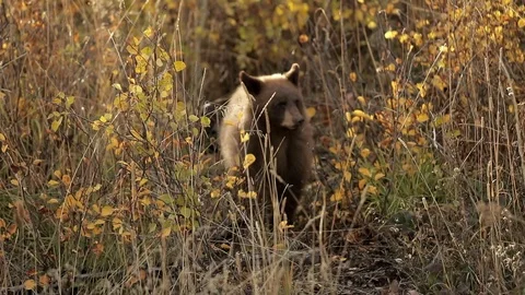 Black Bear Cub Hiding in Natural Enviornment Stock Footage 101033409