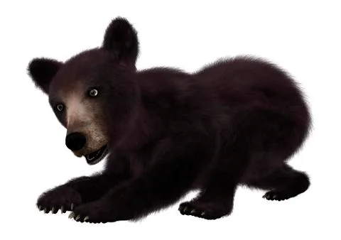 Black Bear Cub Stock Illustration