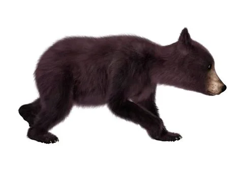 Black Bear Cub Stock Illustration