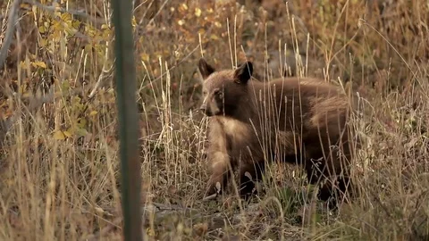 Black Bear Cub in Natural Environment Stock Footage 101033349