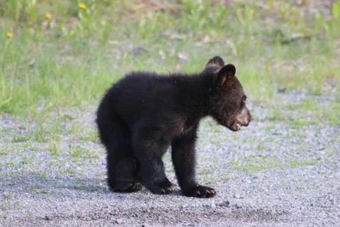 Black Bear Cub 写真素材