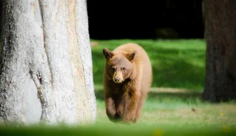 Black bear cub Stock Photos