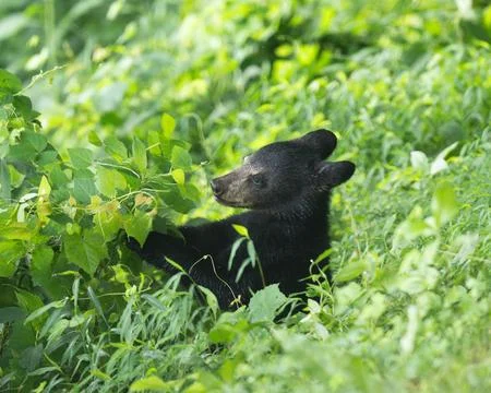 Black bear cub 스톡 사진