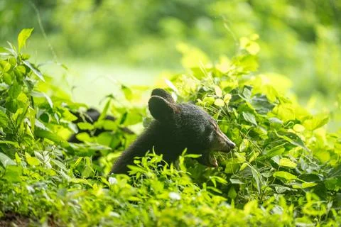 Black bear cub 스톡 사진